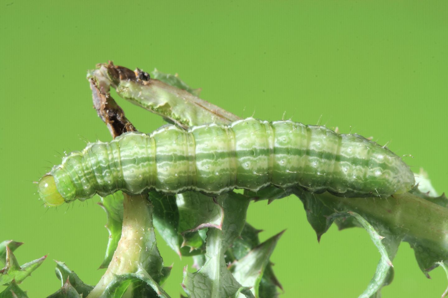 Identificazione bruco